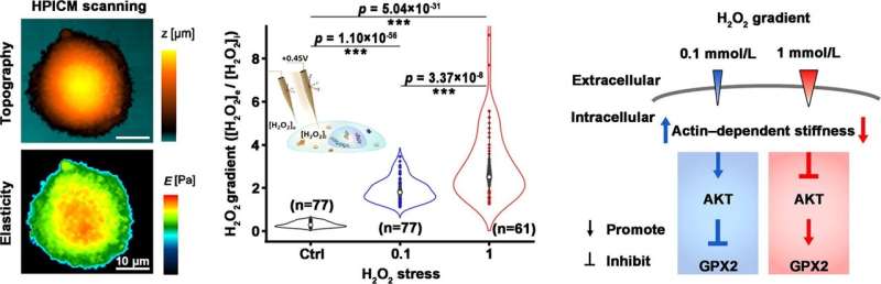 Individual Colorectal Cancer Cell Response to Hydrogen Peroxide Stress: A Microscopy Study