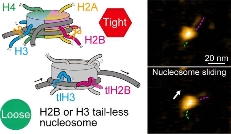 Atomic Force Microscopy Reveals DNA Wrapping Dynamics by Histones