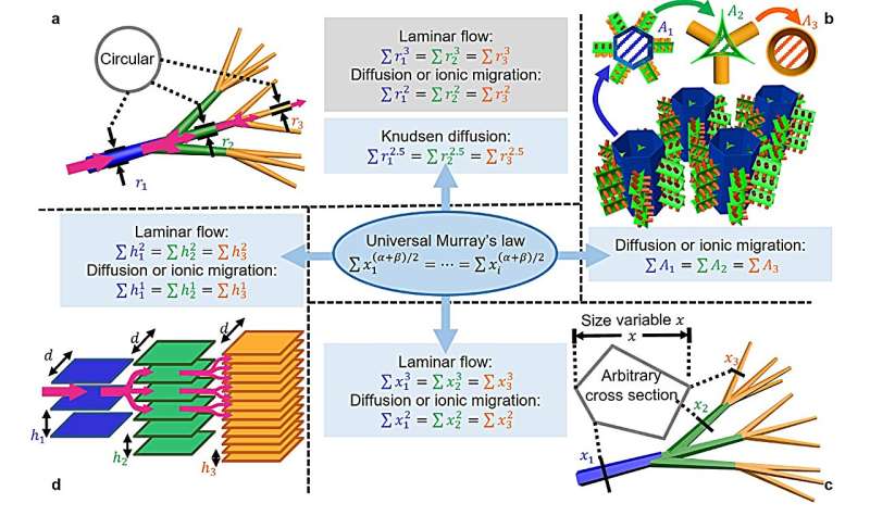 Bio-Inspired Materials: Boosting Mass Transfer with a New Biophysical Insight