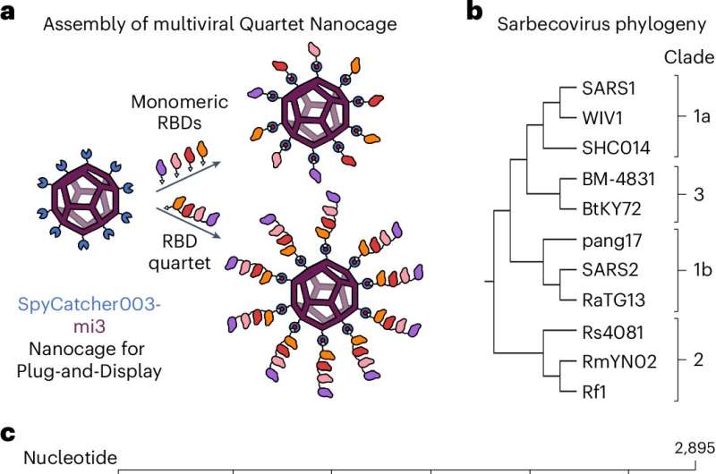 Broad-Spectrum Coronavirus Vaccine Developed Using Nanocage Technology