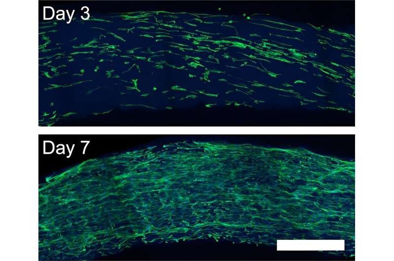 Aligned Peptide Noodles: A Breakthrough for Lab-Grown Tissues