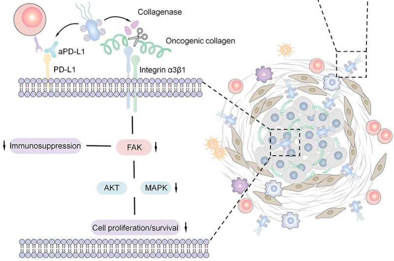 Bacteria-Delivered Nanodrugs Show Promise in Treating Pancreatic Cancer