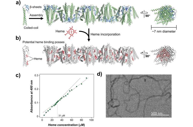 Harnessing Bacteria: Nanowires for Sustainable Electronics