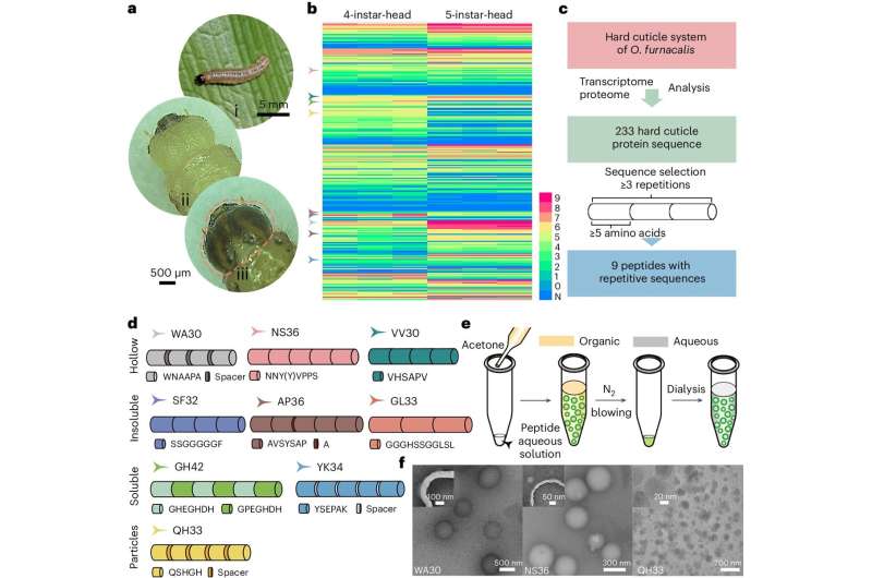Caterpillar-Inspired Nanocapsules for Targeted Drug Delivery