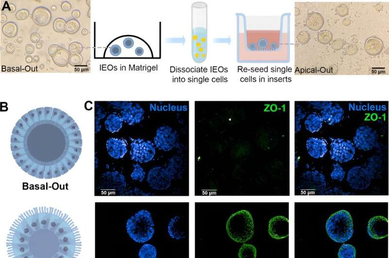 Milk Extracellular Vesicles for Drug Delivery: A Novel Approach