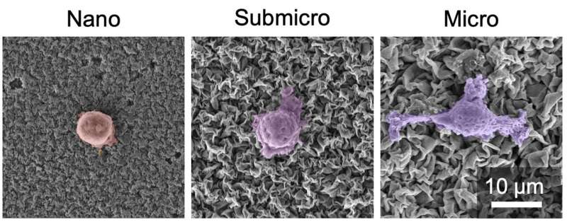 Crinkled Ceramic Coatings Enhance Medical Implant Longevity