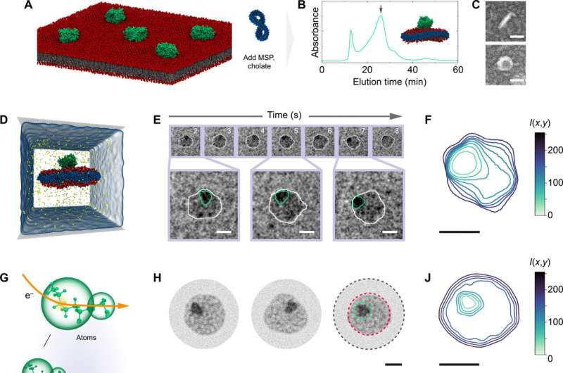 Electron Videography Reveals Protein-Lipid Interactions in Cell Membranes
