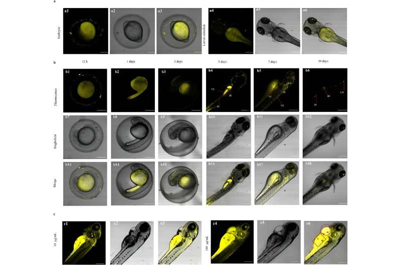 Bioimaging Breakthrough: Novel Carbon Dots for Enhanced Disease Detection