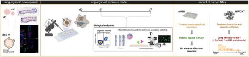 Human Lung Organoids: A Novel Alternative for Nanomaterial Safety Testing