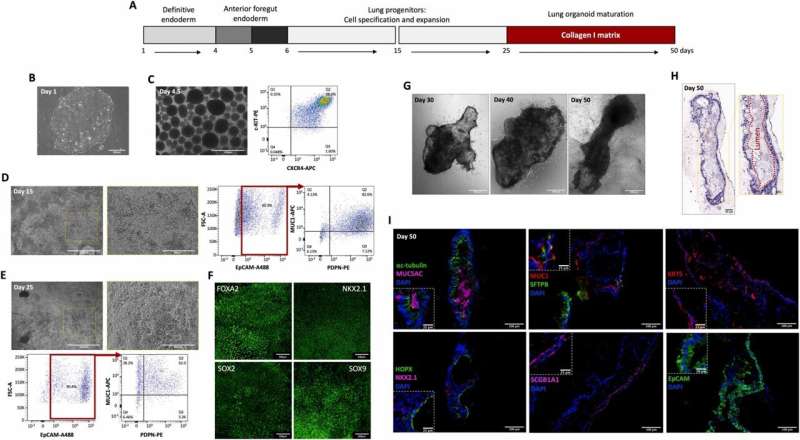 Human Lung Organoids: A Novel Alternative for Nanomaterial Safety Testing