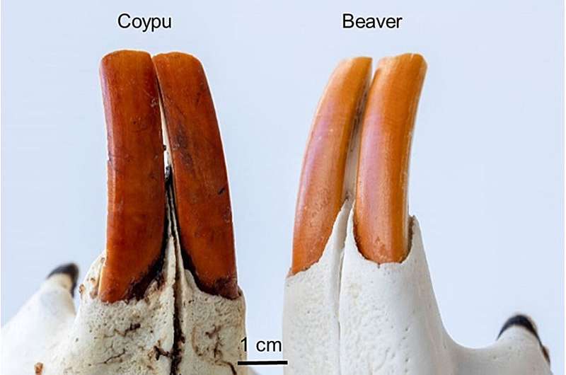 Iron-Reinforced Teeth: Study Reveals Protective Pockets in Rodent Incisors