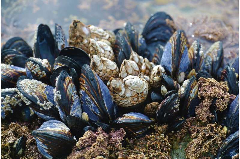Nanocellulose Safety in Marine Environments: A Mussel Study