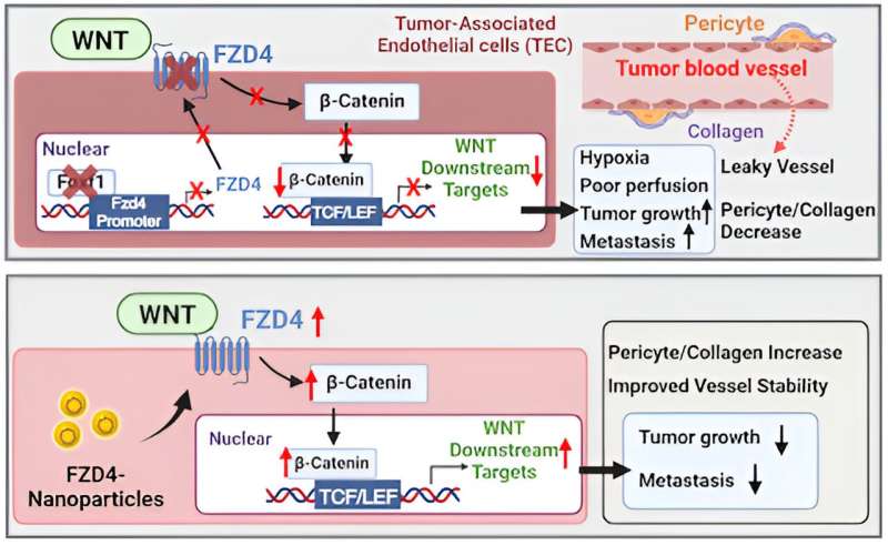 Nanoparticle Delivery of FZD4 Inhibits Lung Cancer Progression - A Novel Therapeutic Approach
