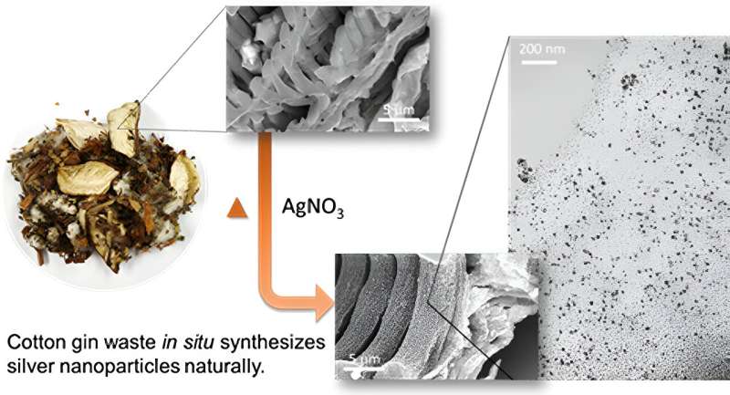 Silver Nanoparticles from Cotton Gin Waste: A Sustainable Antimicrobial Solution