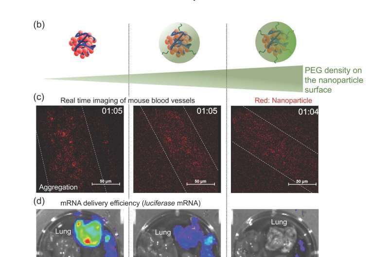mRNA Engineering Breakthrough: Advanced Therapies on the Horizon