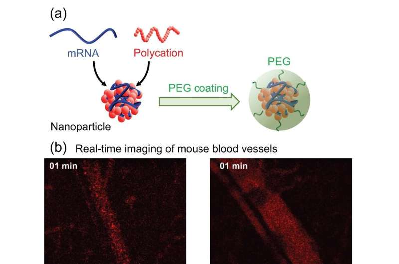 mRNA Engineering Breakthrough: Advanced Therapies on the Horizon