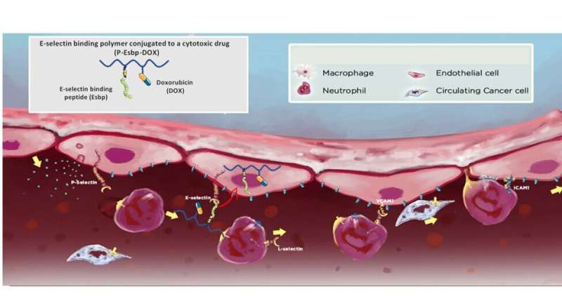 Targeted Polymer for Colorectal Cancer Liver Metastasis Treatment - Research Highlights