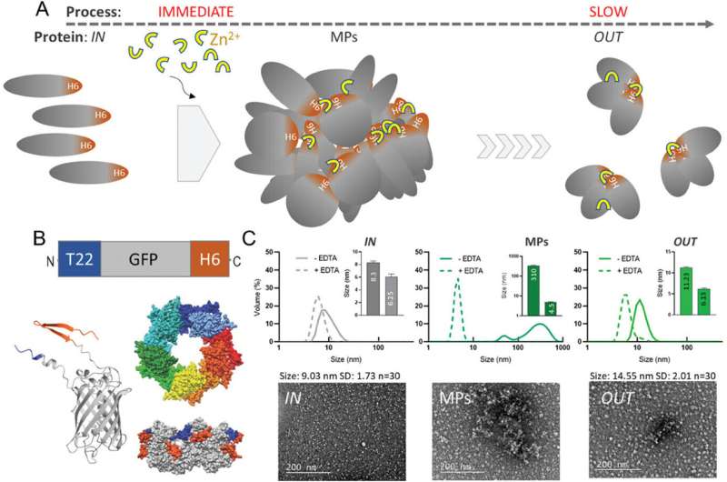 Protein-Based Micromaterials Deliver Targeted Nanoparticles to Destroy Cancer Cells