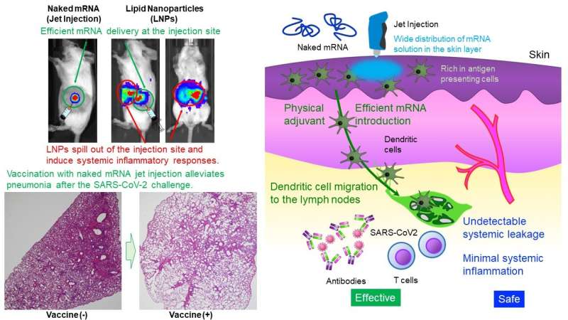 mRNA Vaccines: The Role of Lipid Coats for Enhanced Delivery and Efficacy