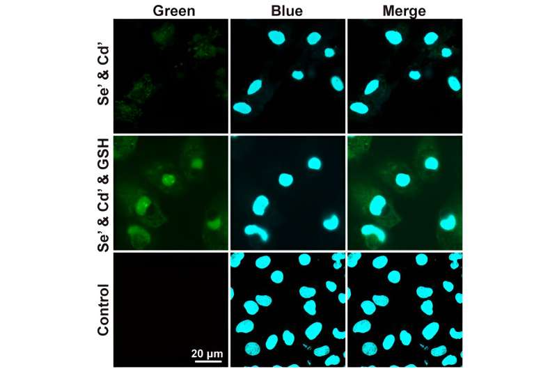 In Vivo Quantum Dot Synthesis: Targeting Cellular Nuclei for Advanced Bioimaging