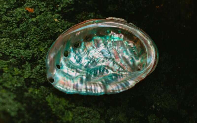 Unraveling Biomineralization: New Insights into Shell and Coral Formation