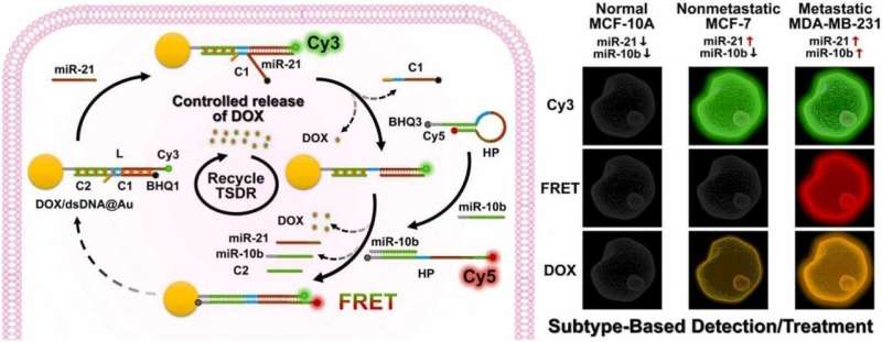 DNA Nanomachines for Targeted Breast Cancer Therapy & Detection
