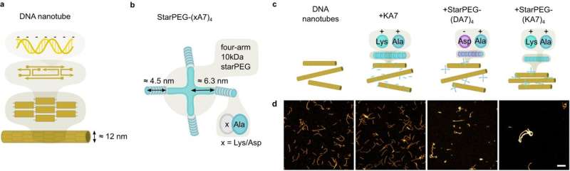 DNA Nanotubes: Novel Building Blocks for Artificial Cells - Research Update