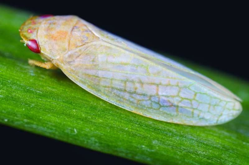 Leafhopper Brochosomes: Inspiration for Advanced Invisibility Technology