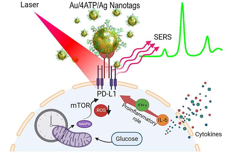 Nanoprobes for Monitoring Programmed Cell Death in Bioprocesses
