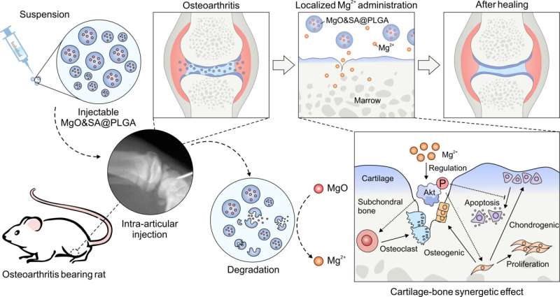 MgO Nanoparticles for Cartilage & Bone Repair: A Novel Therapeutic Approach