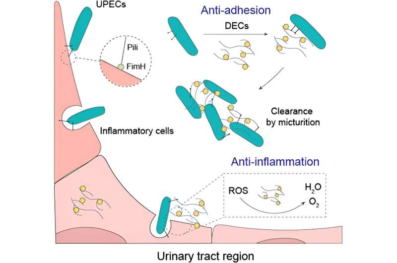 Nanozyme-Enabled Nanodecoys for UTI Treatment: A Novel Approach