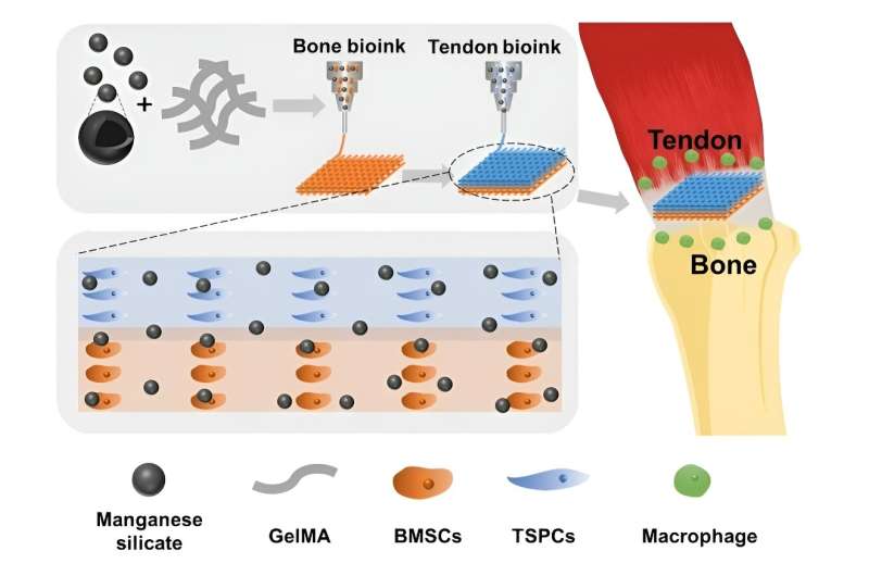 Innovative Scaffold Strategy for Tendon-Bone Injury Repair