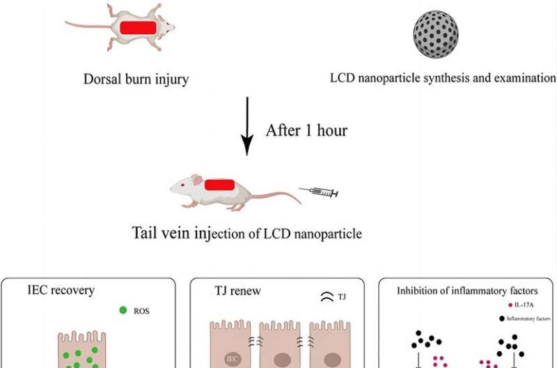 LCD Nanoparticle Therapy Shows Promise for Burn Recovery