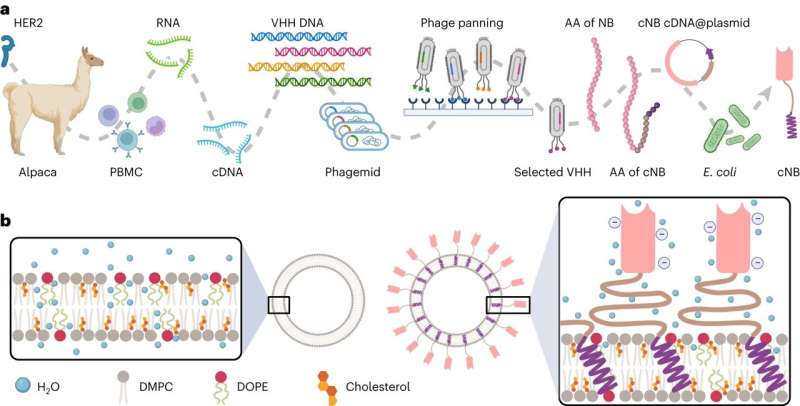 Chimeric Nanobodies for Enhanced Chemotherapy Drug Delivery: A Research Overview