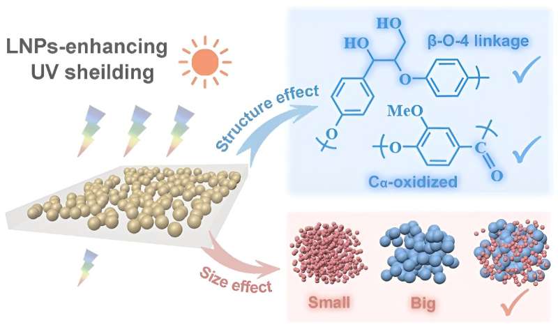 Lignin Nanoparticles: A Natural Advance in Sunscreen Technology