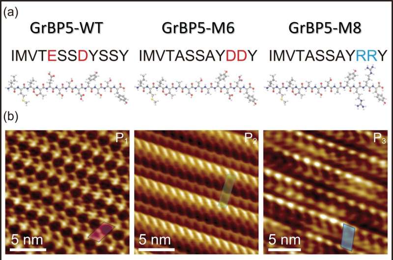 Molecular Recognition of Solids by Mutant Self-Assembling Peptides
