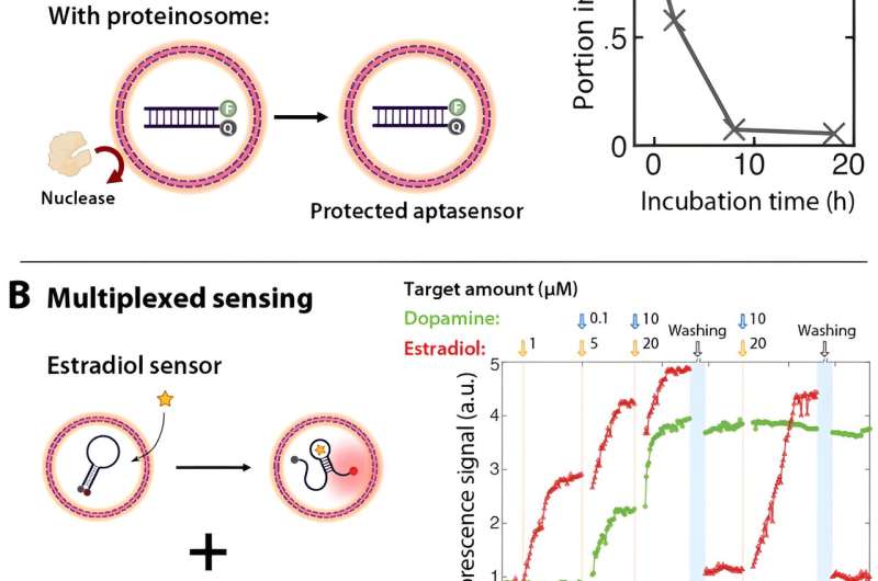 Novel Protein Microcapsules Revolutionize Point-of-Care Diagnostics