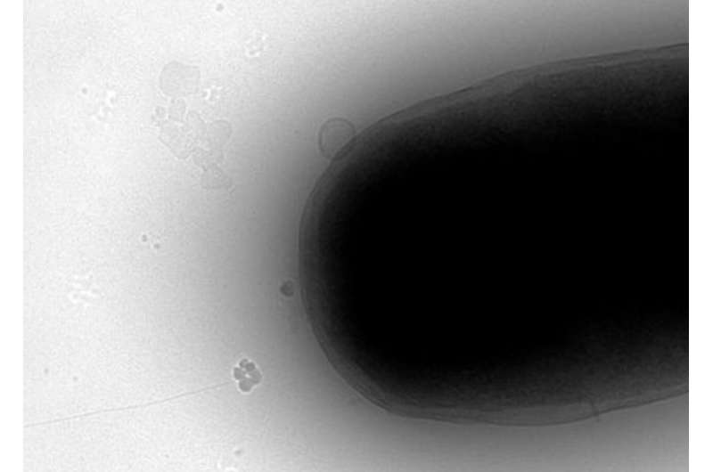 Radio Waves Enhance Bacteria for Next-Gen Medicine Production