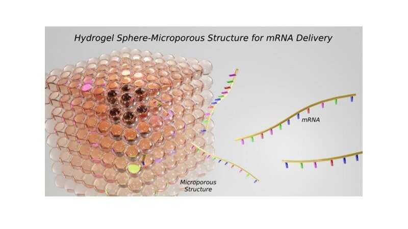 Microporous Hydrogel Spheres for Enhanced mRNA Delivery | Terasaki Institute