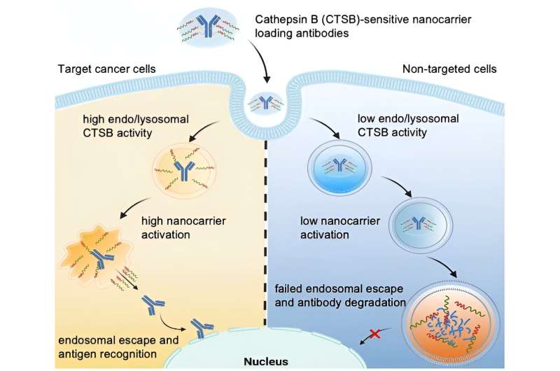 Targeted Drug Delivery: Nanocarriers Enable Tumor-Specific Release