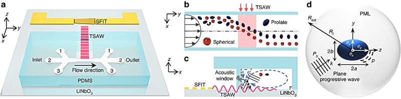 Acoustic Sorting of Microparticles: A Novel Technique for Shape-Based Separation