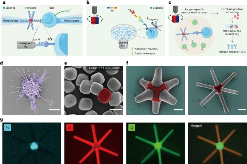 Micro-Robots Revolutionize Immune Cell Research: Enabling Advanced T-Cell Studies