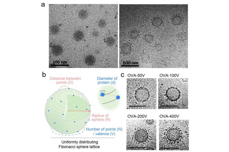 VPNVax: A Novel Approach to Enhanced Viral Vaccines via Polymer Restructuring