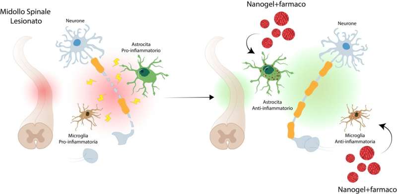 Nanomedicine Breakthrough: Targeted Drug Delivery for Spinal Cord Injury