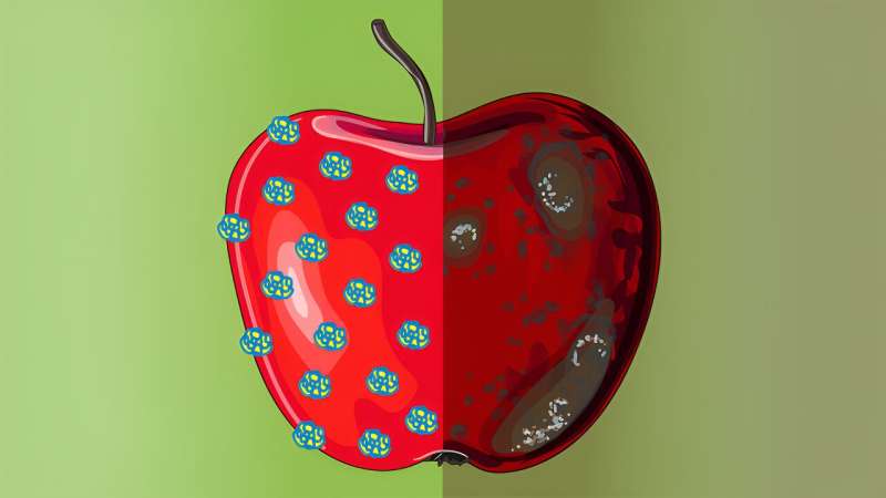 Innovative Coatings for Extended Shelf Life & Food Safety