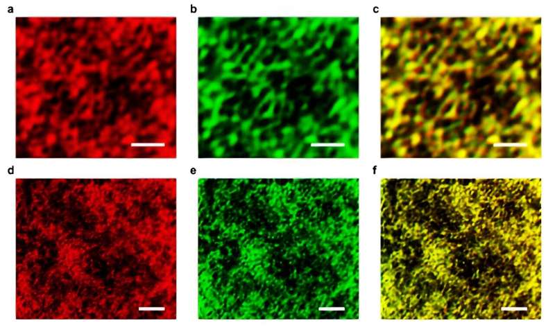 Wood Pulp Gel for Heart Tissue Repair & Cancer Treatment Advancements