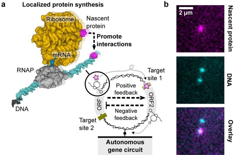Single-Molecule Genetic Circuits: A New Era in Nanodevice Design