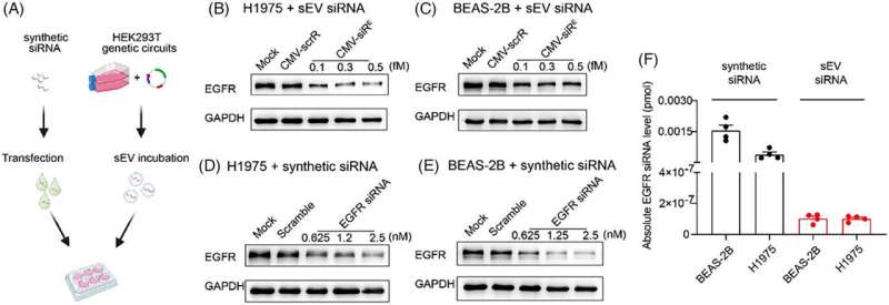 EGFR siRNA Delivery System: On- and Off-Target Effects Analysis