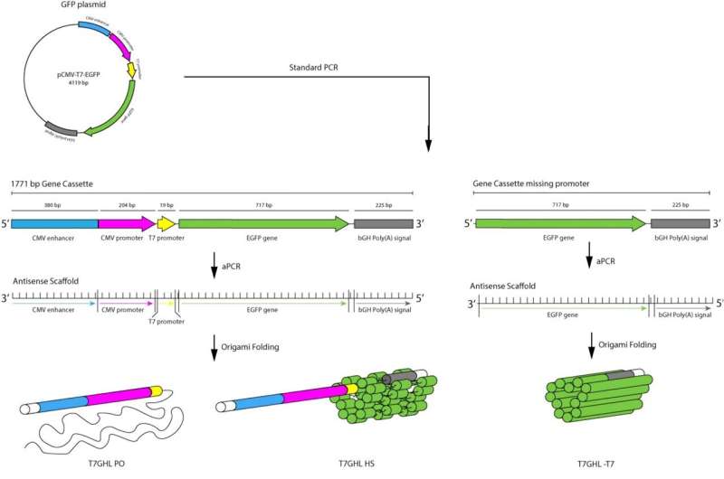 DNA Nanoparticles: Engineering Carriers and Therapeutics