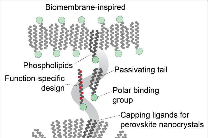 Boosting Quantum Dot Brightness: New Protective Layer Enhances Efficiency